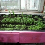Зелените на балкона растат лук, копър, магданоз, маруля (видео)