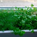 Зелените на балкона растат лук, копър, магданоз, маруля (видео)