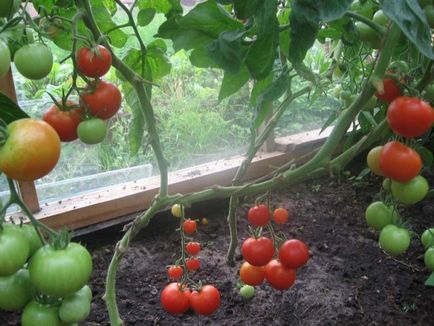 Земята в оранжерията за домати