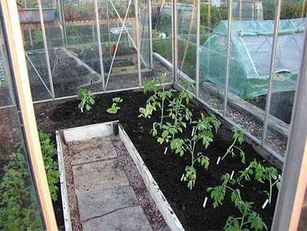 Земята в оранжерията за домати
