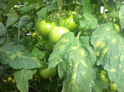 Жълти петна по листата пожълтяват домати в оранжерията защо, какво да се прави с домати