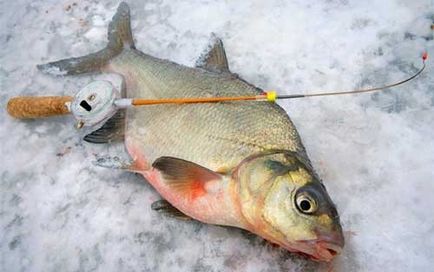 чрез Зимно подхранване за риболов