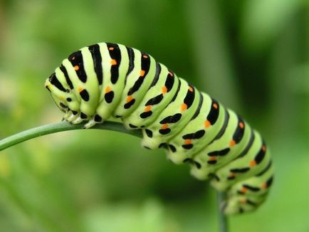 Butterfly е кой или какво Butterfly е кой или какво