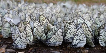 Butterfly е кой или какво Butterfly е кой или какво