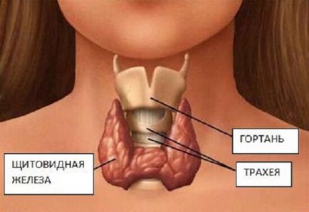 Щитовидната жлеза може да бъде болен