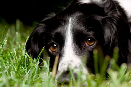 Лаймската болест при кучета