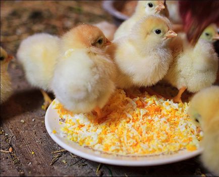 Хранене пилета кокошки