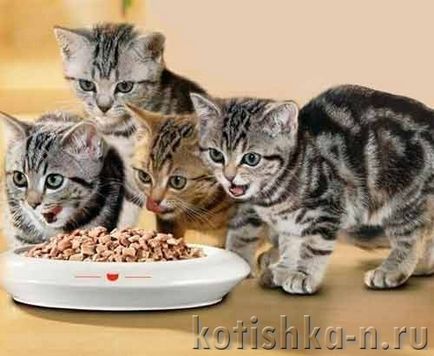 Как да се хранят на седмицата котенца Как да се хранят на седмицата котенца