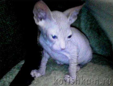 Как да се хранят на седмицата котенца Как да се хранят на седмицата котенца