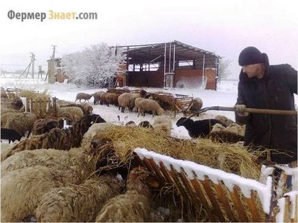Какво да пасе овцете на
