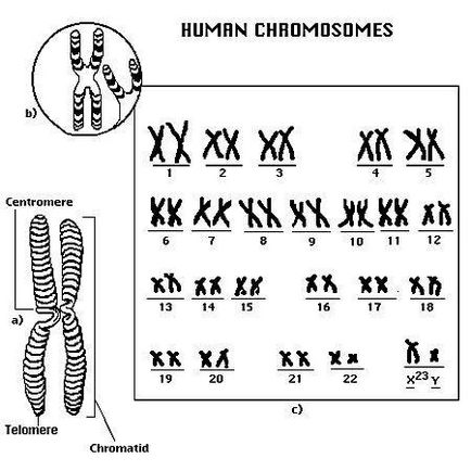 Какво е хромозома биология
