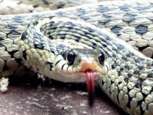 Как се убива змии