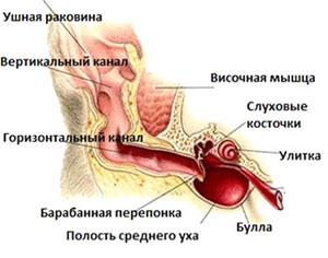 Как да се чисти ушите на кучето