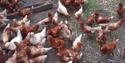 Хранене пилета кокошки