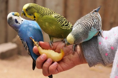 Как да се определи пола на папагал