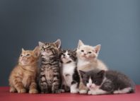 Как да разберете пола на котенца