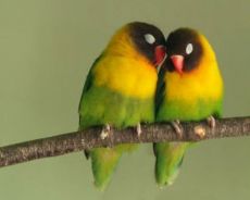 Как да се определи пола на папагал