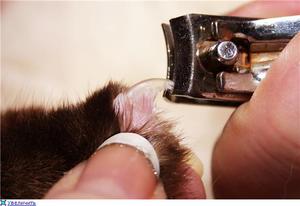 Как да отрежа ноктите коте
