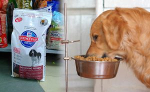Как да се хранят кученца