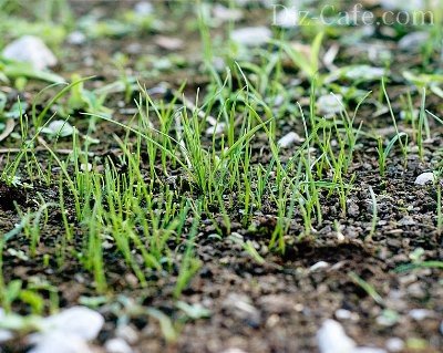 Как да се засадят трева на моравата