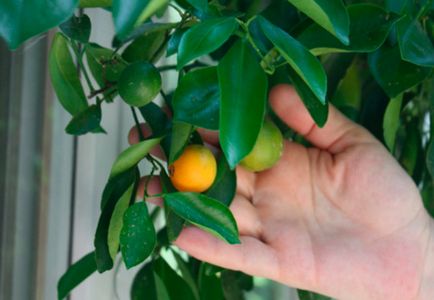 Как да се засадят лимон