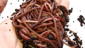 Как да се размножават в дома на червеи