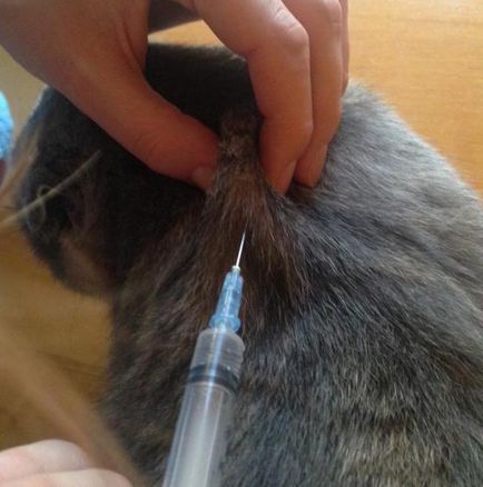 Както пронизваща Ябс котки Както пронизваща Ябс котки