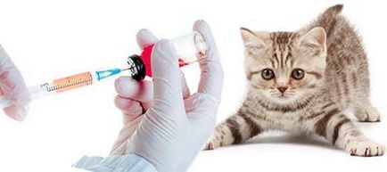 Както пронизваща Ябс котки Както пронизваща Ябс котки