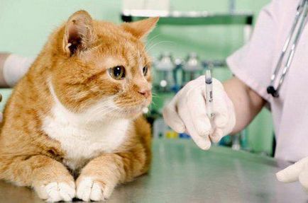 Както пронизваща Ябс котки Както пронизваща Ябс котки