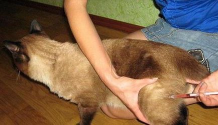 Както пронизваща Ябс котки Както пронизваща Ябс котки