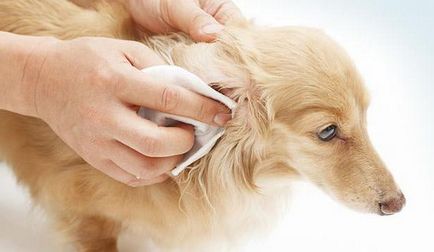 Как да се почисти куче ушите