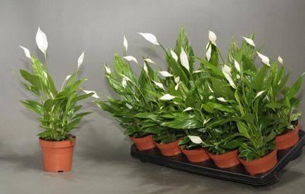 Как да се грижите Spathiphyllum