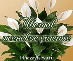 Как да се грижите Spathiphyllum