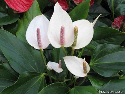 Как да се грижите Spathiphyllum