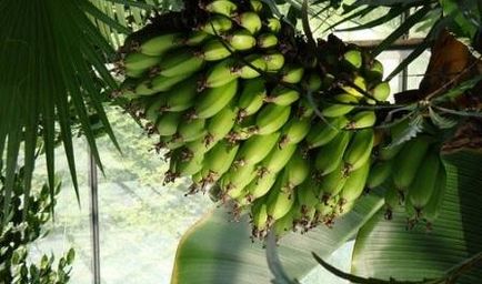 Как да растат банани у дома