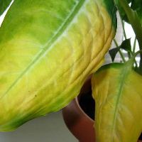 Как да растат банани у дома