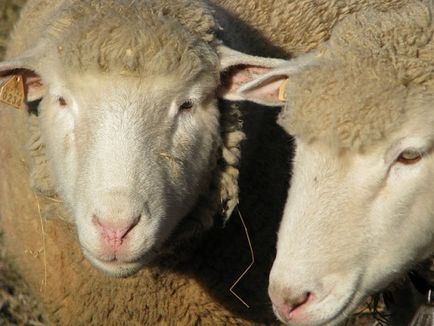 Какво да пасе овцете на