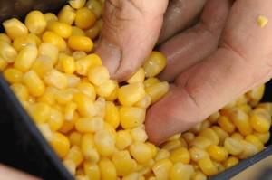 Как да хвана шаран на царевица