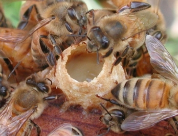 Какво е пчелно млечице