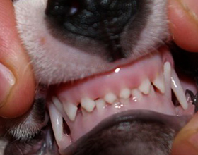 Когато зъбите попадат в кучета