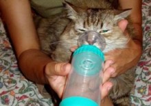 Як температура на котка Як температура на котка