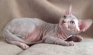 Як температура на котка Як температура на котка