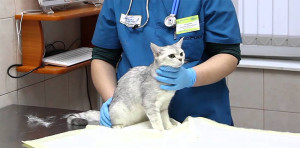 Як температура на котка Як температура на котка