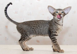 Ориенталски котка порода