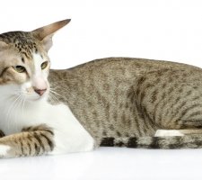 Ориенталски котка порода