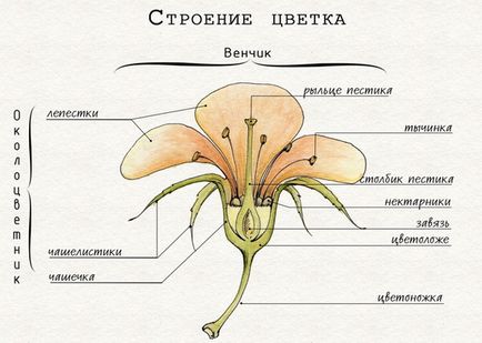 Какво да правите, ако изсъхна орхидея