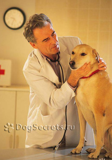 Как за лечение на отравяне при кучета