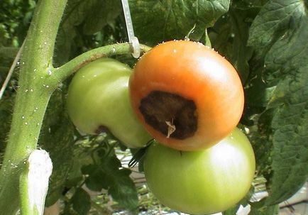 Очерни плодовете на домати