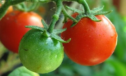 Очерни плодовете на домати