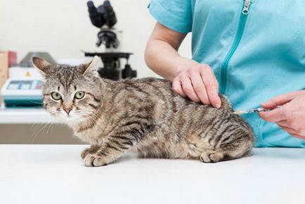 Цялостен ваксинация за котки
